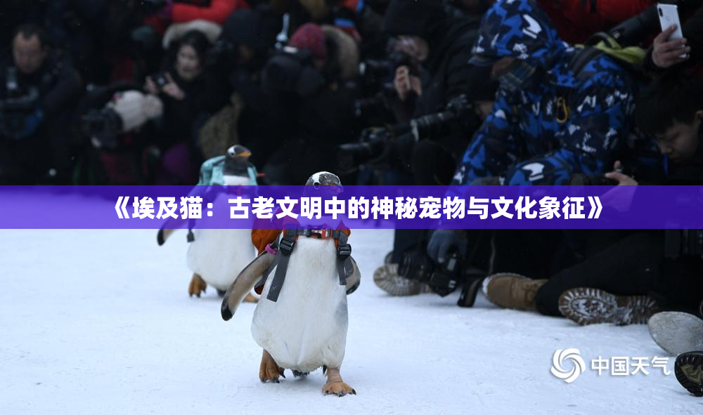 《埃及猫：古老文明中的神秘宠物与文化象征》
