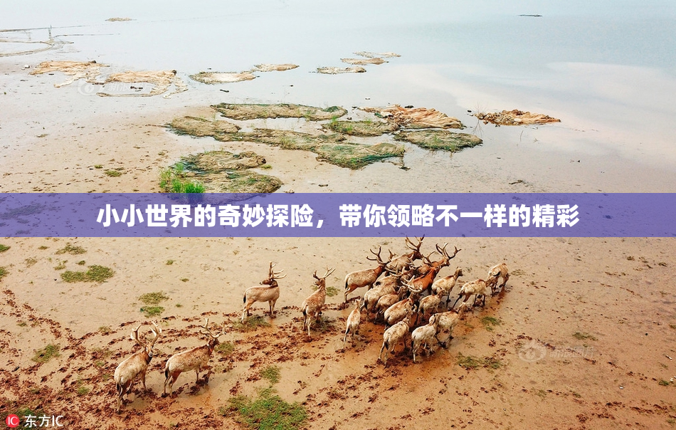 小小世界的奇妙探险，带你领略不一样的精彩