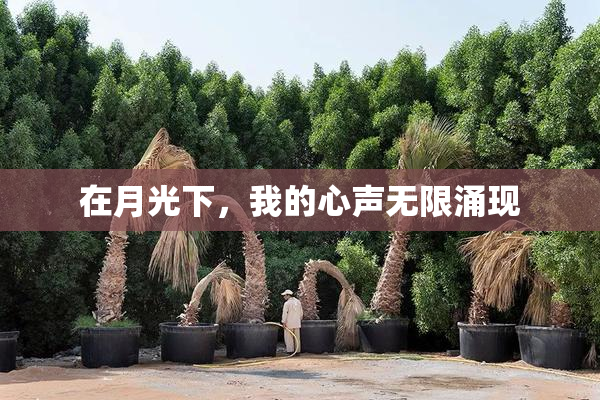 在月光下，我的心声无限涌现
