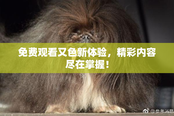 免费观看又色新体验，精彩内容尽在掌握！