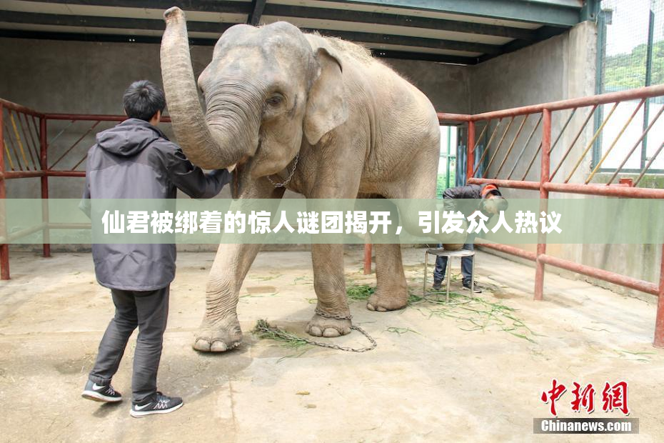 仙君被绑着的惊人谜团揭开，引发众人热议