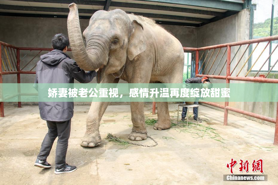 娇妻被老公重视，感情升温再度绽放甜蜜