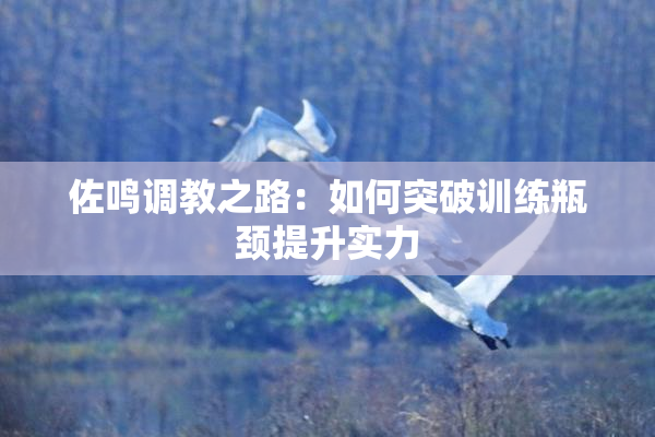 佐鸣调教之路：如何突破训练瓶颈提升实力