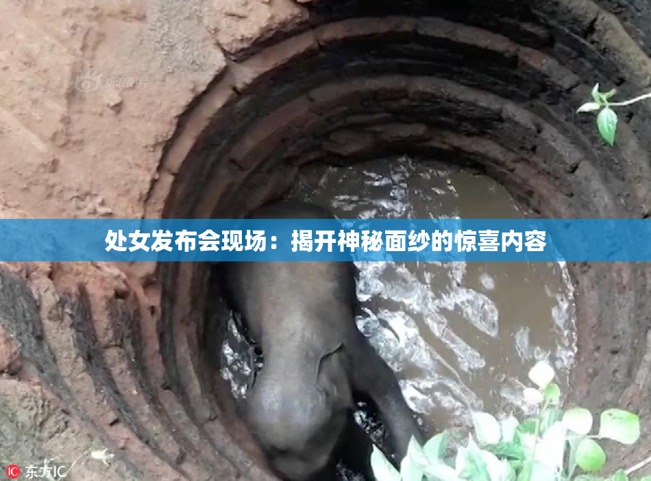 处女发布会现场：揭开神秘面纱的惊喜内容