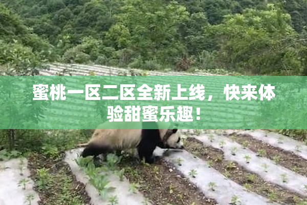 蜜桃一区二区全新上线，快来体验甜蜜乐趣！