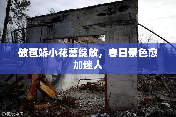 破苞娇小花蕾绽放，春日景色愈加迷人