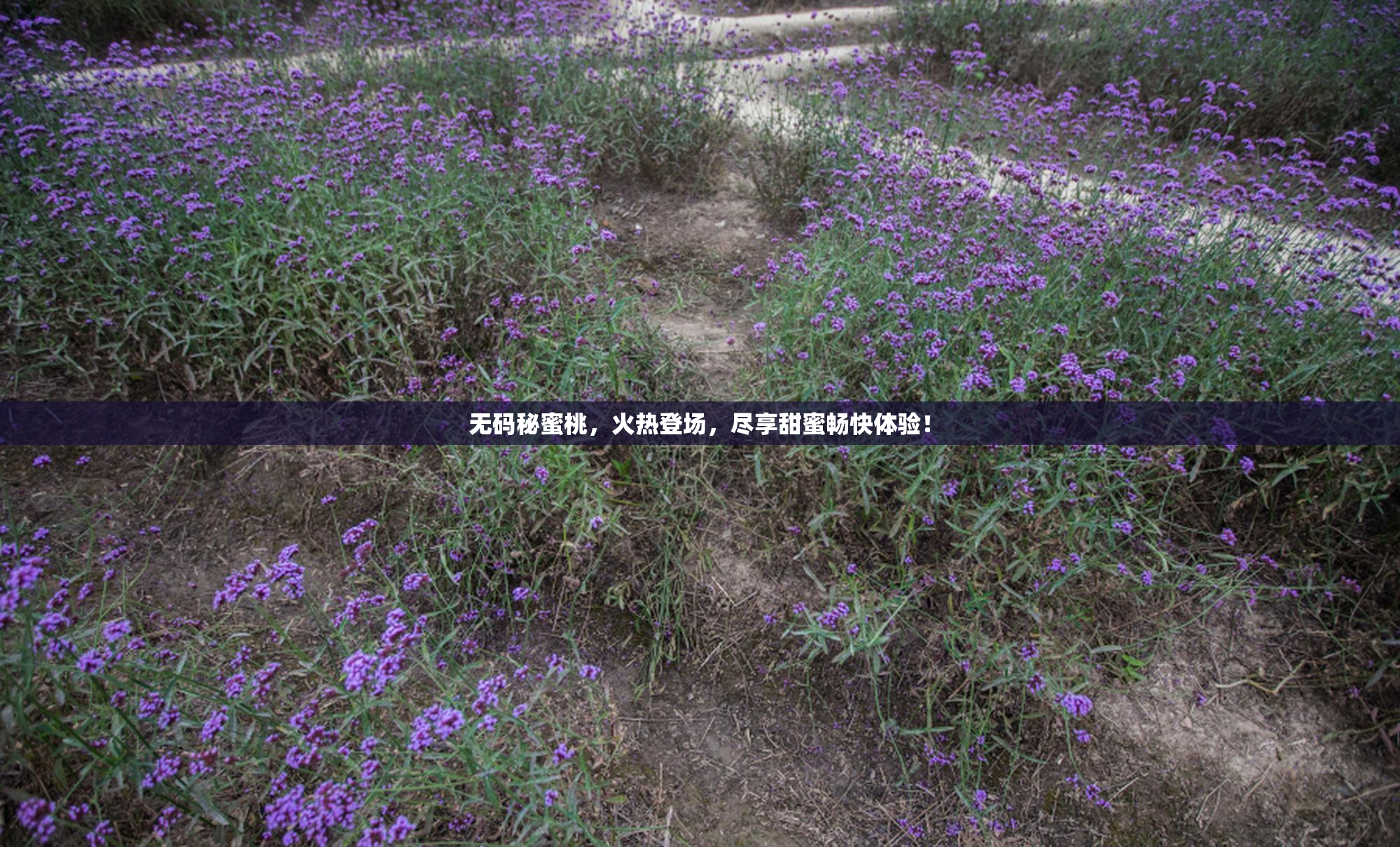 无码秘蜜桃，火热登场，尽享甜蜜畅快体验！