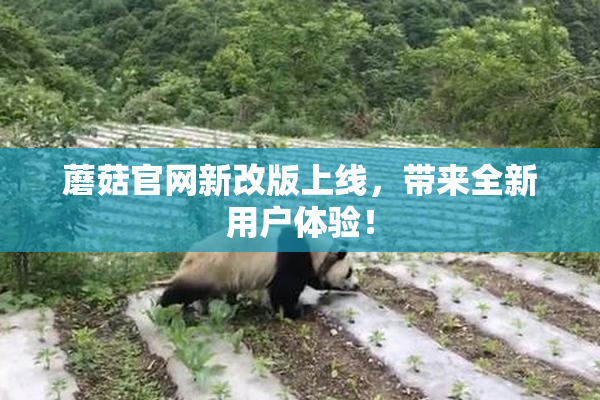 蘑菇官网新改版上线，带来全新用户体验！