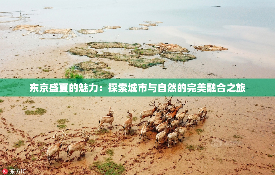 东京盛夏的魅力：探索城市与自然的完美融合之旅