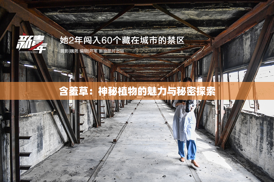 含羞草：神秘植物的魅力与秘密探索
