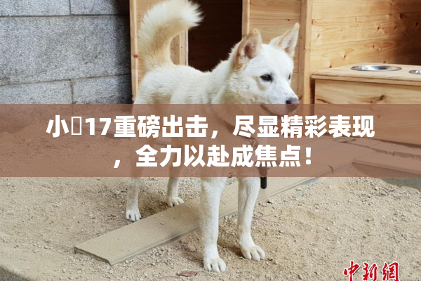 小泬17重磅出击，尽显精彩表现，全力以赴成焦点！