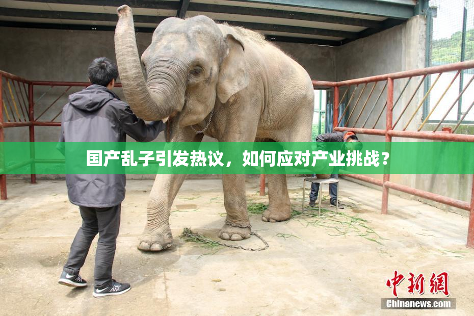 国产乱子引发热议，如何应对产业挑战？