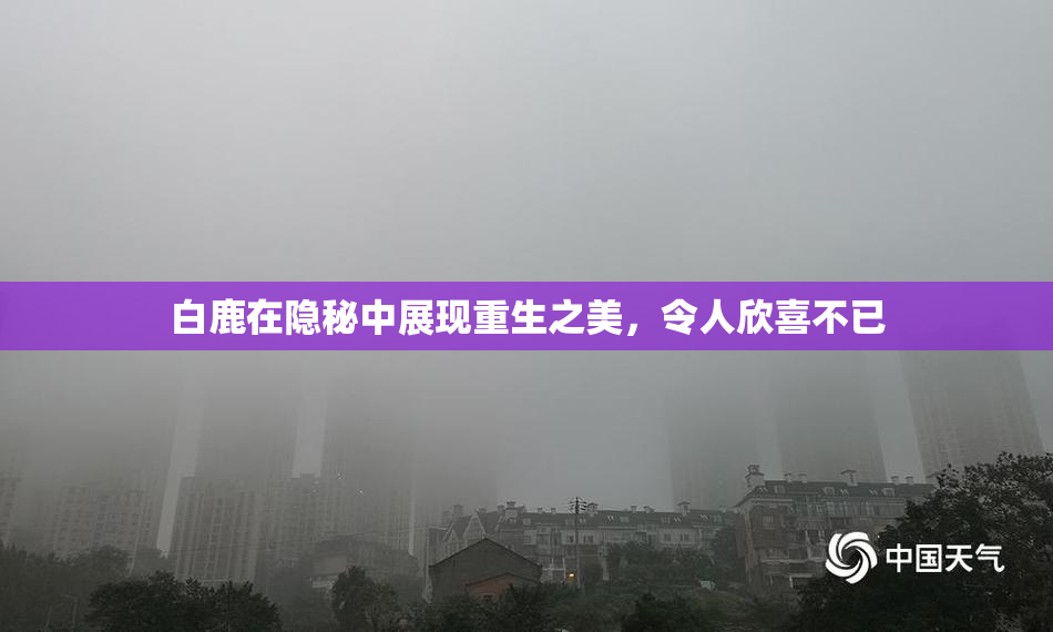 白鹿在隐秘中展现重生之美，令人欣喜不已