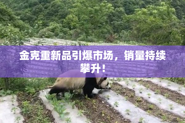 金克重新品引爆市场，销量持续攀升！