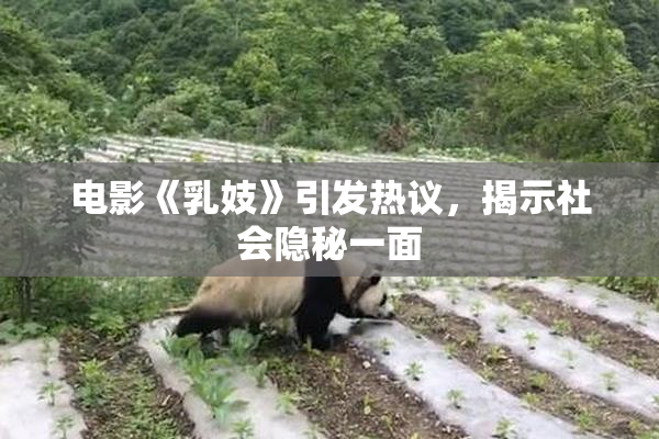 电影《乳妓》引发热议，揭示社会隐秘一面