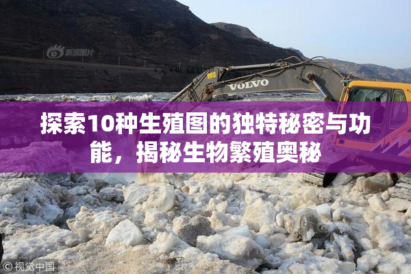 探索10种生殖图的独特秘密与功能，揭秘生物繁殖奥秘