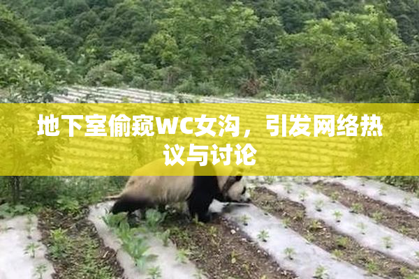 地下室偷窥WC女沟，引发网络热议与讨论