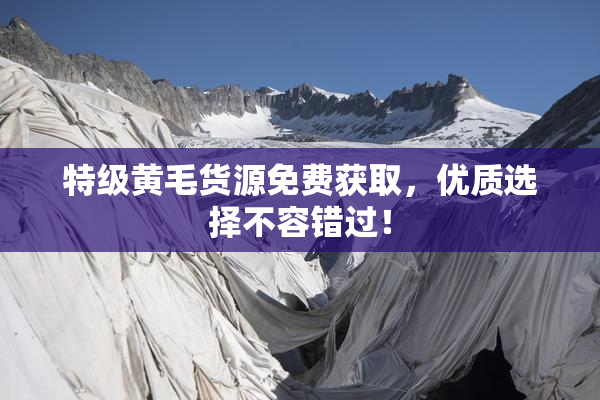 特级黄毛货源免费获取，优质选择不容错过！