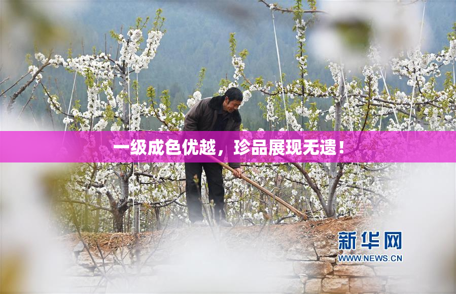 一级成色优越，珍品展现无遗！