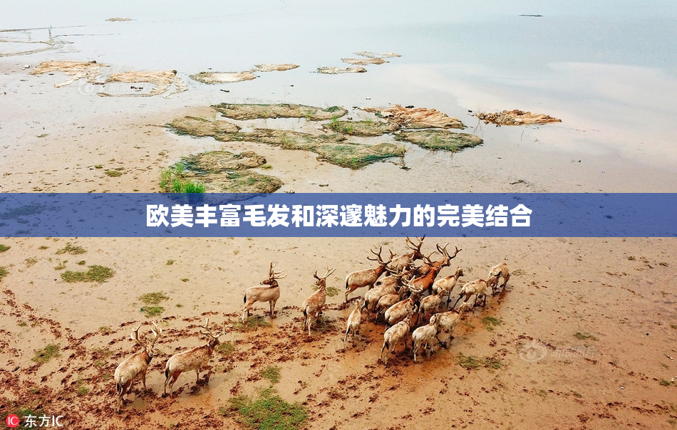 欧美丰富毛发和深邃魅力的完美结合