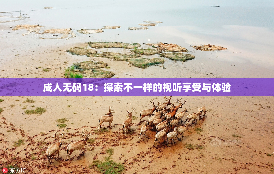 成人无码18：探索不一样的视听享受与体验