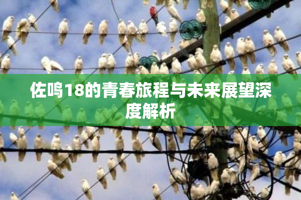 佐鸣18的青春旅程与未来展望深度解析