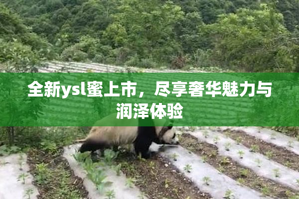 全新ysl蜜上市，尽享奢华魅力与润泽体验