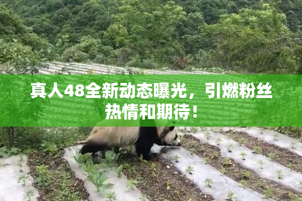 真人48全新动态曝光，引燃粉丝热情和期待！