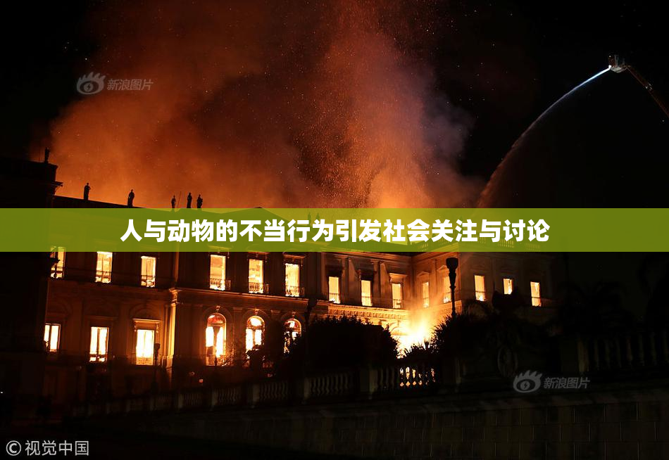 人与动物的不当行为引发社会关注与讨论