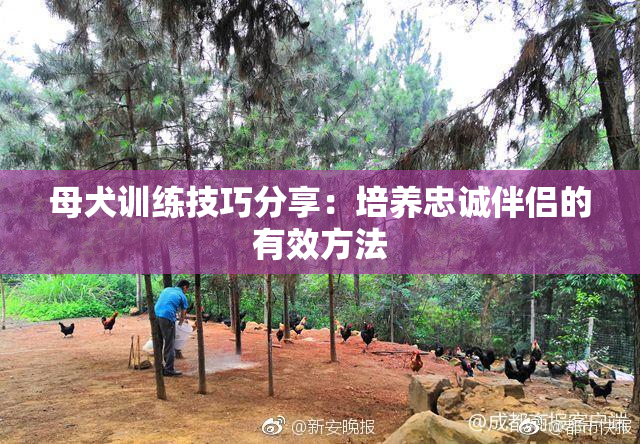 母犬训练技巧分享：培养忠诚伴侣的有效方法