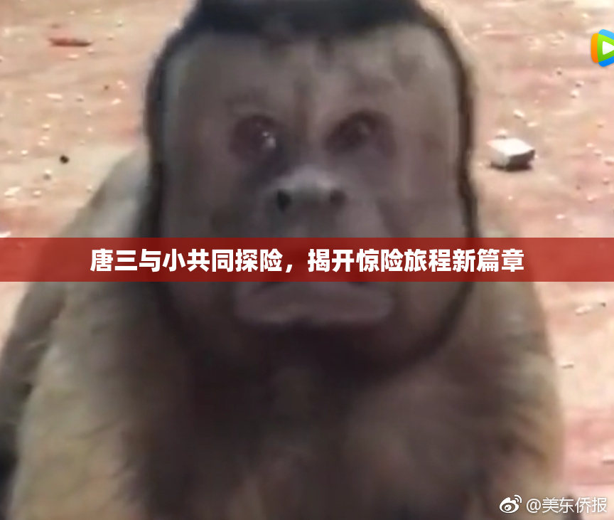 唐三与小共同探险，揭开惊险旅程新篇章