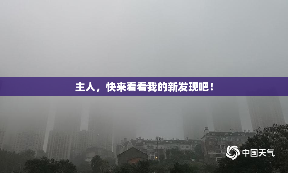 主人，快来看看我的新发现吧！