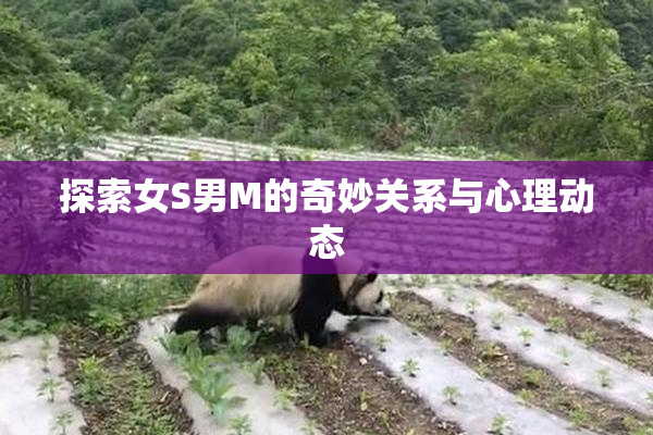探索女S男M的奇妙关系与心理动态