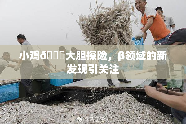 小鸡🐔大胆探险，β领域的新发现引关注
