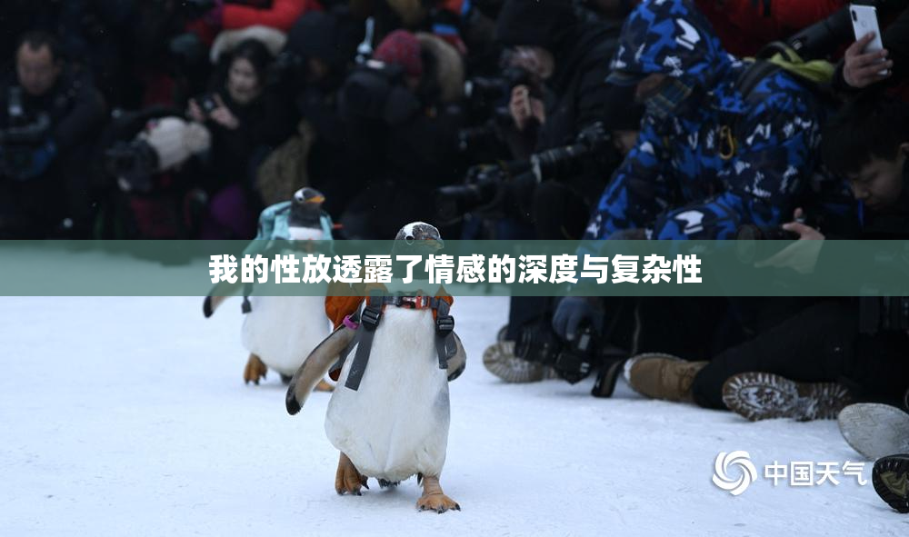我的性放透露了情感的深度与复杂性