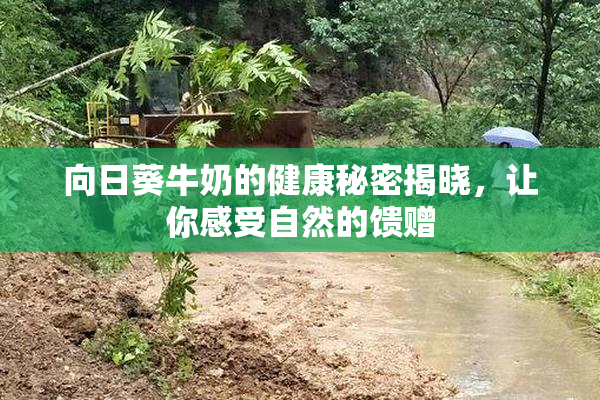 向日葵牛奶的健康秘密揭晓，让你感受自然的馈赠