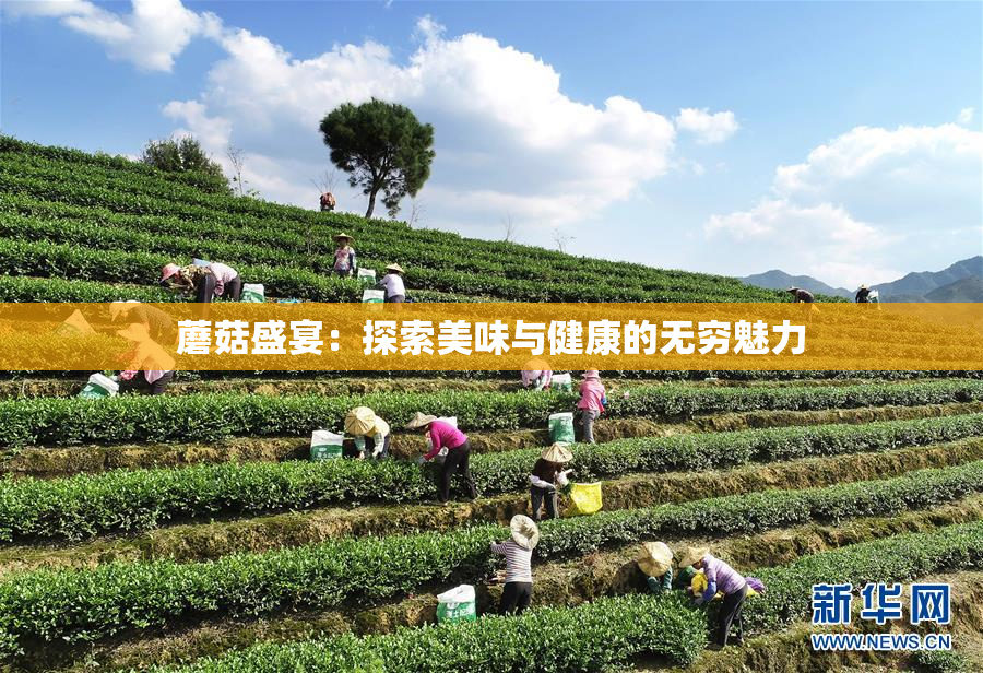 蘑菇盛宴：探索美味与健康的无穷魅力