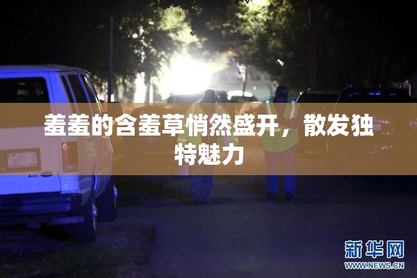 羞羞的含羞草悄然盛开，散发独特魅力