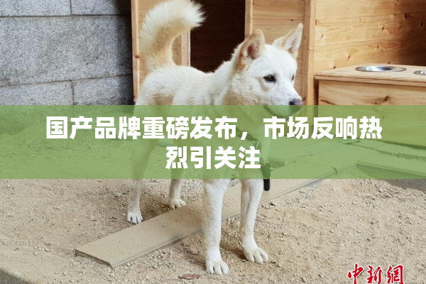 国产品牌重磅发布，市场反响热烈引关注
