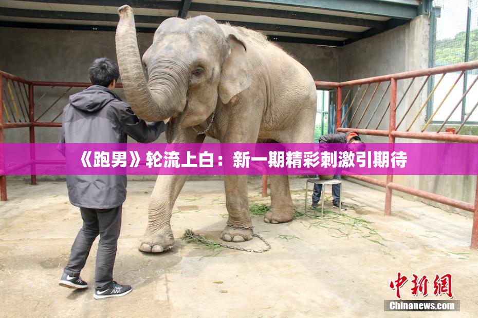 《跑男》轮流上白：新一期精彩刺激引期待