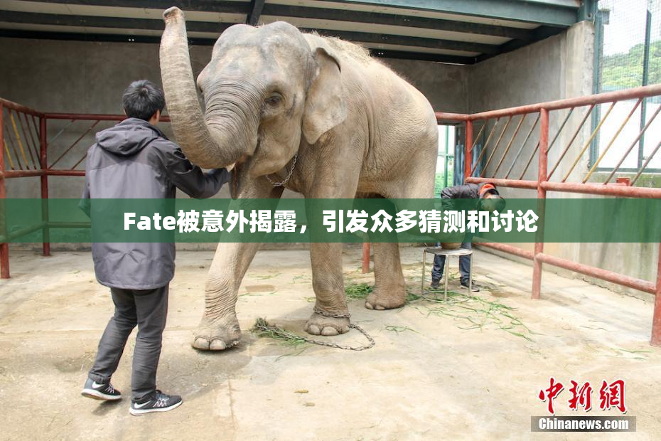 Fate被意外揭露，引发众多猜测和讨论