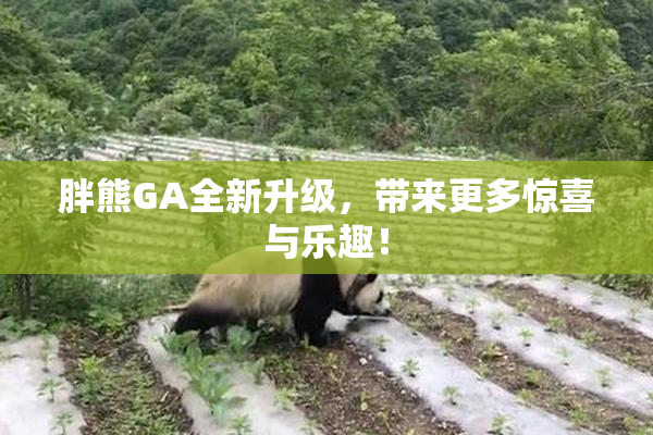 胖熊GA全新升级，带来更多惊喜与乐趣！