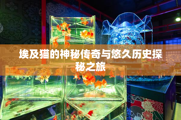埃及猫的神秘传奇与悠久历史探秘之旅