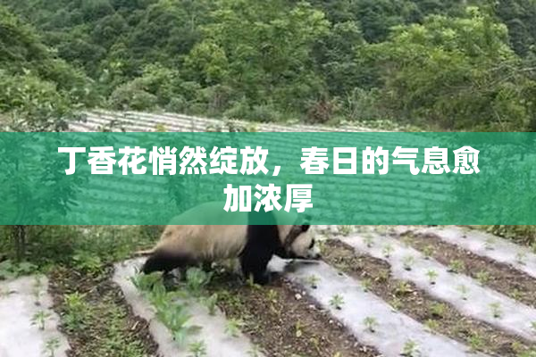 丁香花悄然绽放，春日的气息愈加浓厚