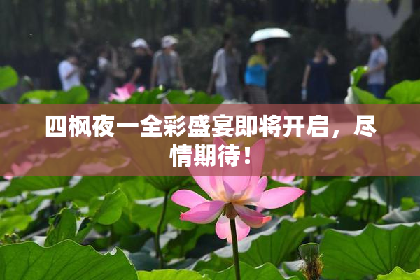 四枫夜一全彩盛宴即将开启，尽情期待！