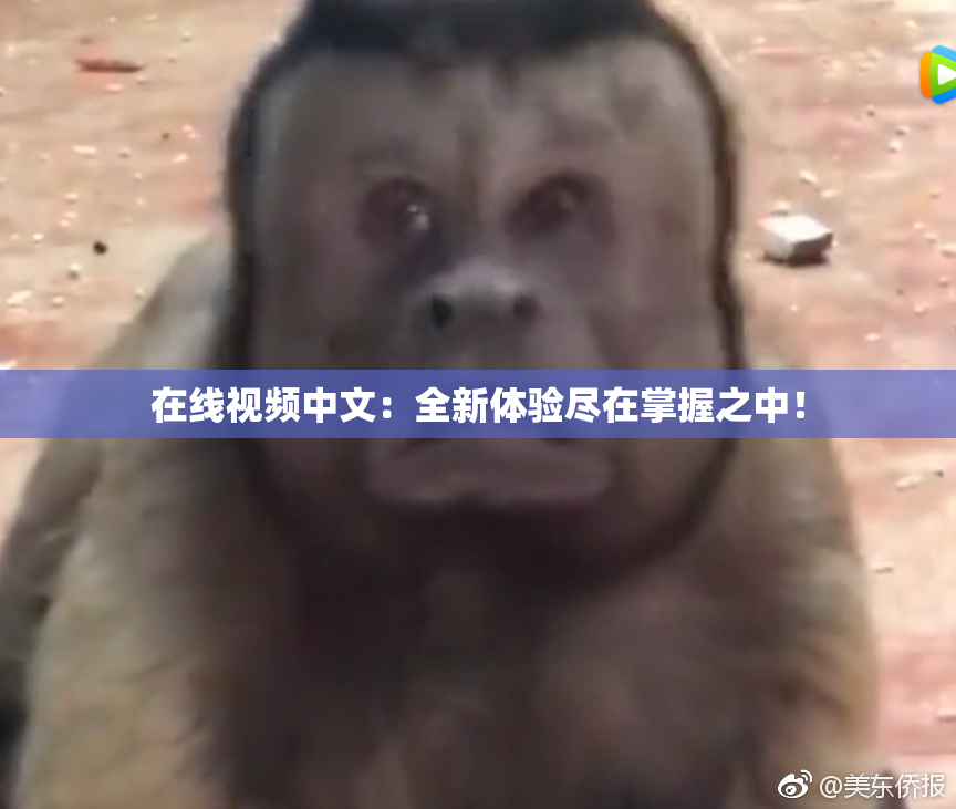 在线视频中文：全新体验尽在掌握之中！
