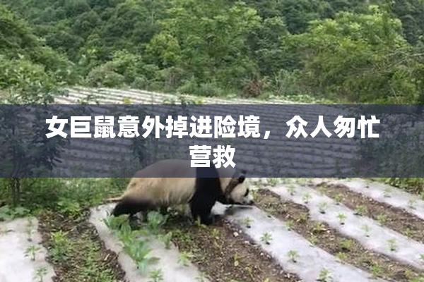 女巨鼠意外掉进险境，众人匆忙营救