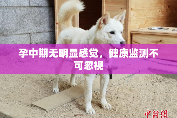 孕中期无明显感觉，健康监测不可忽视