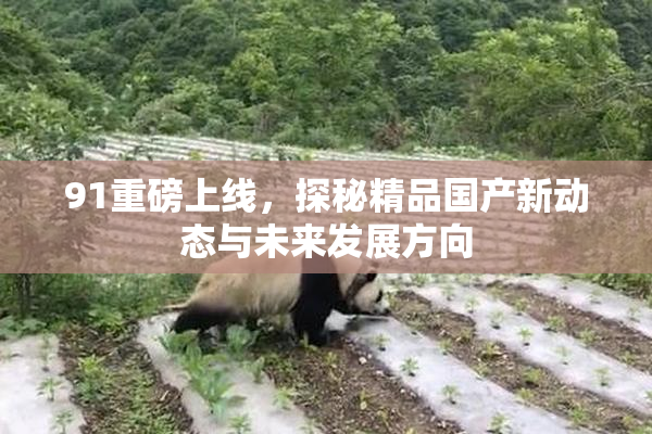 91重磅上线，探秘精品国产新动态与未来发展方向