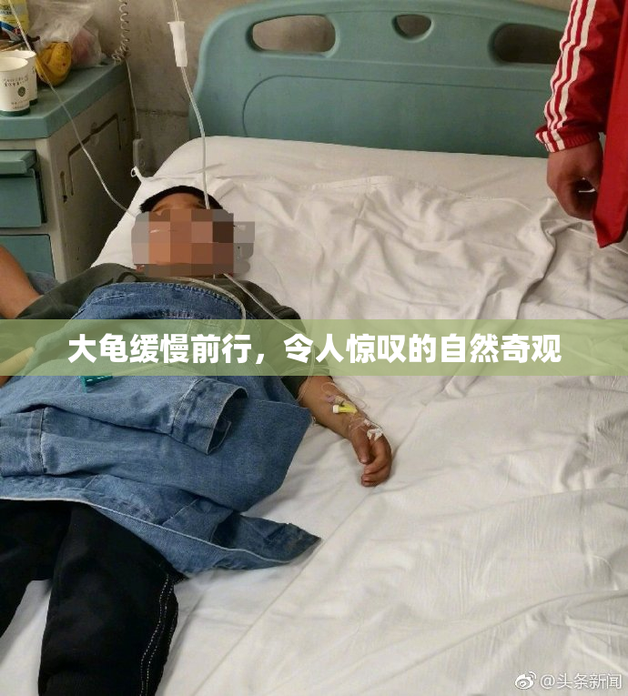 大龟缓慢前行，令人惊叹的自然奇观
